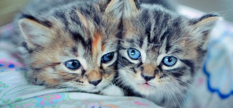 Веселая переменка: Котята и ребята. Веселая переменка: Котята и ребята.